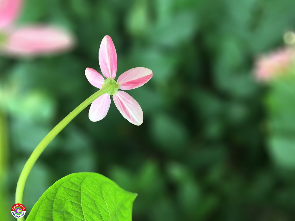 Eksplorasi Kreativitas: Estetika Karangan Bunga dari Medan